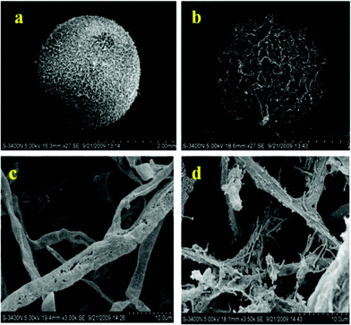 Morphological observations on the structures of mycelia pellets (a: raw mycelia pellet; b: mycelia pellet after immobilization; c: raw mycelia; d: mycelia after immobilization).