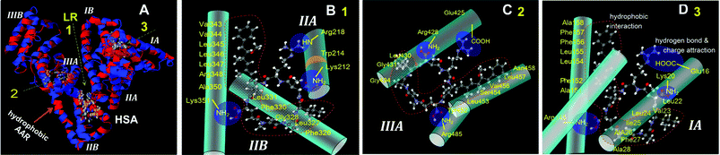 Cartoon illustration of the possible sites of MC-LR binding to HSA (A). The first MC-LR binding to subdomain IIA and IIB according to arrow 1 (B), the second one to IIIA according to arrow 2 (C) and the third one to IA according to arrow 3 (D).