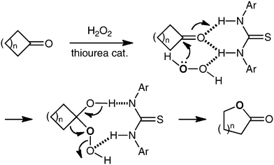 Thiourea-catalyzed Baeyer–Villiger oxidation.