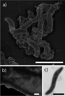 Summary of representative electron microscope images (scale bars 1μm in a and c and 100 nm in b). (a) HRSEM image of the materials, (b) STEM image of the materials, (c) TEM image of a magnetotactic bacterium used as the template.