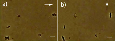 Optical microscopy images of the resuspended materials in external fields (direction indicated by the white arrows, scale bars: 5 μm).