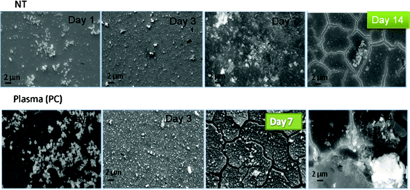 SEM images for NT and PC samples after incubation in SBF under static conditions.