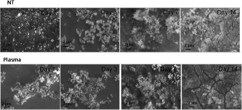 SEM images for NT and PC samples after incubation in FBS supplemented SBF under dynamic conditions.