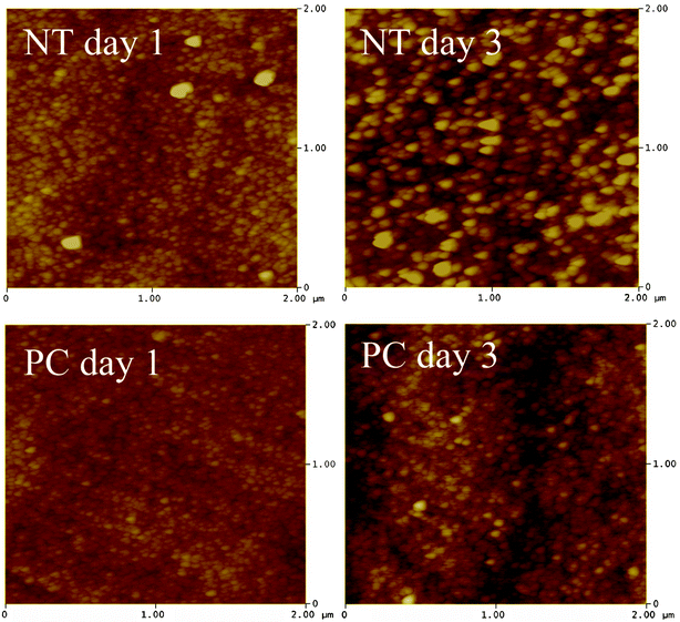 AFM image (2 × 2 μm) of NT and PC samples incubated in S-SBF.