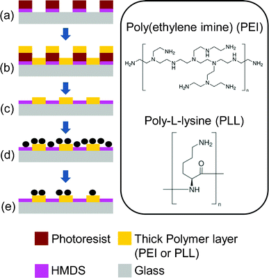 Fabrication process of the cell patterning surface. (a) Glass slides coated with HMDS and patterned with photoresist, (b) polycationic solution incubation, followed by air blow-dry, (c) lift-off the photoresist in acetone and isopropyl alcohol, and blow-dry, (d) cells incubated on the patterned PEI chip, and (e) rinsing off non-specific attached cells with PBS. The inset shows the positively charged amine groups in the molecules.