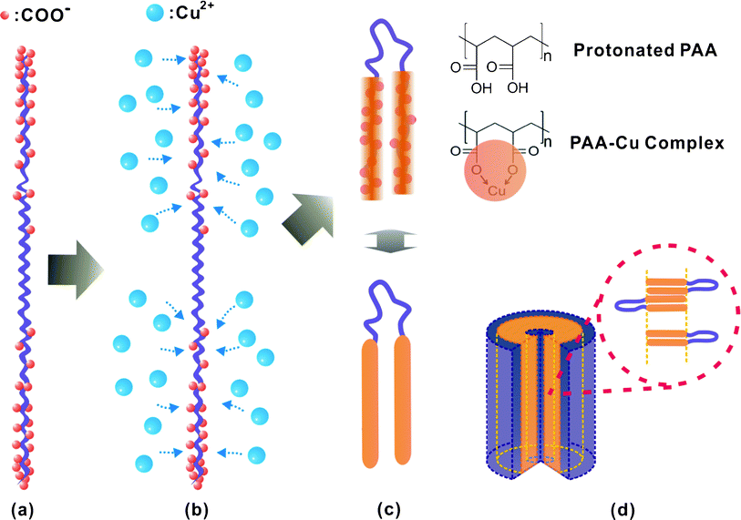 Schematic illustrations of (a) non-uniform charge distribution on a PAA chain, (b) preferential binding of Cu2+ onto the more deprotonated PAA chain ends via electrostatic attraction, (c) formation of a triblock copolymer-like PAA–Cu2+ complex due to change in chain stiffness and hydrophilicity (top right inset images show the PAA–Cu complex forms by complexation of one Cu2+ with two COO−, restricting the rotation), and (d) self-assembly of PAA–Cu2+ into a nano-tubular structure.