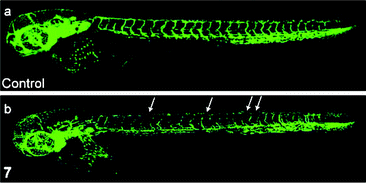 Laser scanning confocal microscopy images of 3 days postfertilization of zebrafish embryos treated with (a) DMSO or (b) complex 8a at 5 μM. Vessel defects are marked with white arrows. Taken from ref. 16.