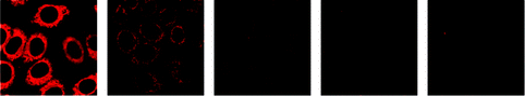 Laser-scanning confocal microscopy images of HeLa cells incubated with complexes 18 (5 μM) (from left to right: complexes appended with β-glucose, α-galactose, β-galactose, β-lactose, and β-maltose) for 2 h at 37 °C. Taken from ref. 31.