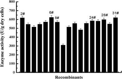 Screening of co-displayed recombinant yeast strains. [The recombinants were primary screened in a plate with Rhodamine B as indicator, and the size of halos around the strains was observed. Then, those exhibiting large-size halos were selected for flask fermentation, and checked their hydrolysis activity. There are several strains showing highest activities.]