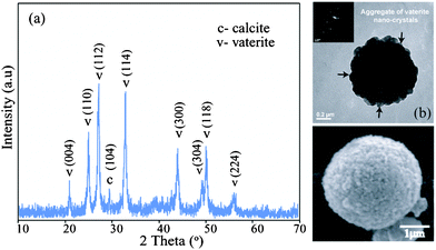 (a) PXRD of the pure vaterite formed at dye concentration of 10 mM after incubation for 1 day; (b) TEM image showing nano vaterite aggregation to form large vaterite microsphere; (inset): SAED of the corresponding particle; (c) magnified SEM image of vaterite microsphere.