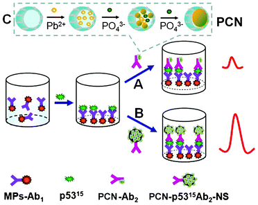 A schematic illustration of sandwich immunoassays based on different secondary antibody paths of (A) PCN-p5315Ab2 and (B) the PCN-p5315Ab2-NS conjugate. (C) Preparation of PCN based on the diffusion approach of lead ions and phosphate buffer to form a Pb3(PO4)2 core within the apoferritin shell.