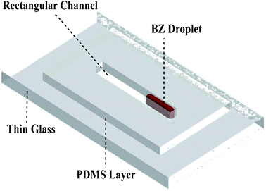 Schematic of the PDMS–glass channel for the observation and control of the BZ reaction.