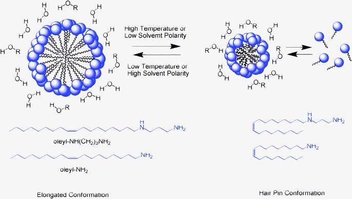 Schematic illustration of the effect of conformational changes in the hydrophobic segment of oleyl surfactants on the size of the templating micelles.