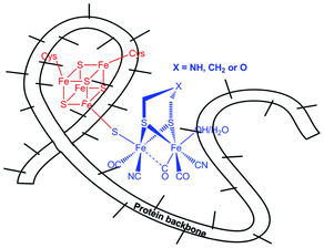 Schematic view of the H-cluster of the [FeFe]-hydrogenase.