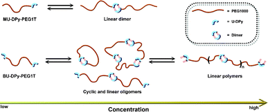 Schematic representation of the supramolecular polymerization obtained from mono- and difunctional U-DPy derivatives, respectively, as a function of concentration.