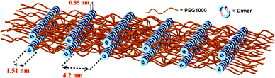 Graphical representations of the lamellar structures of the BU-DPy-PEG1T self-complexes in the bulk state.