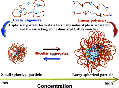 Suggested processes of the formation of the micellar aggregations in the bulk state.