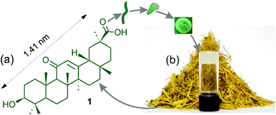 (a,b): Schematic representation of self-assembly of 18β-glycyrrhetinic acid1 affording spherical and flower-like objects yielding a gel. (b) A gel of 1 in bromobenzene with crushed Glycyrrhiza glabra root at the background.