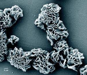 FESEM image of 18β-glycyrrhetinic acid xerogel in nitrobenzene (0.25 % w/v).