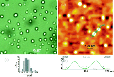 (a) OPM Image of 18β-glycyrrhetinic acid solution in ethylene glycol (0.91 % w/v) showing spherical objects, (b) AFM image of a dried sample prepared from a solution of 1 in p-methoxybenzaldehyde (1.25 %), (c) histogram of the diameters of the spherical objects observed in Fig. 5a, (d) height profile of the two spherical objects observed in Fig. 5b.