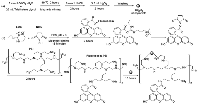 Reaction schemes for the syntheses of (a) gadolinium oxide nanoparticles and (b) fluorescein-PEI and fluorescein-PEI coated gadolinium oxide nanoparticles. Here, the above fluorescein-PEI structure is only one of the possible structures because fluorescein can form amide bonds with any of the amine groups in PEI.