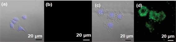 Confocal images of DU145 cells: (a) and (b) control cells, (c) and (d) sample cells. Images (a) and (c) were obtained before and (b) and (d) after irradiation with a laser (λex = 488 nm and ∼8 watts). No fluorescence was observed in control cells (i.e., (b)) whereas a strong fluorescence in the green region was observed in sample cells (i.e., (d)). The cells were imaged at a magnification of 400.