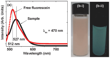 (a) PL spectra of both aqueous solutions of fluorescein-PEI coated gadolinium oxide nanoparticles and free fluorescein and pictures of (b-1) an aqueous sample solution and (b-ii) a fluorescent aqueous sample solution after irradiation with a mercury lamp with λex of 365 nm.