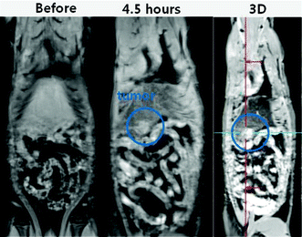 3 tesla T1 spin echo MR images of a rat with a N1S1 liver tumor before and 4.5 h after injection of an aqueous sample solution of fluorescein-PEI coated gadolinium oxide nanoparticles into a rat tail vein. A three-dimensional (3D) flash (i.e., volume interpolated breathhold examination) T1 MR image also clearly indicates the location of the liver tumor through positive contrast enhancement.