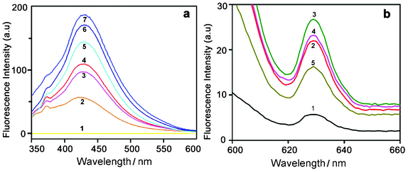 (a) Time dependent fluorescence spectra of HAuCl4 solution (10−2 M) recorded with an excitation wavelength of 330 nm. Curves (1–7) represent control HAuCl4 and the spectral changes for 2 to 7 days. (b) Fluorescence spectra recorded at an excitation wavelength of 585 nm. Curves (1–5) represent the spectral changes for 2, 3, 4, 5 and 7 days, respectively.