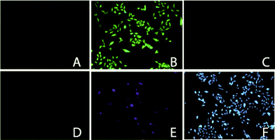 Fluorescence microscopy images of HeLa cells: (A) before treating with L, (under blue light), (B) 5 μM of L, (under blue light), (C) 20 μM Hg2+ and 5 μM L, (under blue light), (D) before treating with L, (under UV light), (E) 5 μM of L, (under UV light), (F) 20 μM Hg2+ and 5 μM L, (under UV light).