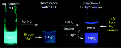 Schematic illustration showing the extraction of Hg2+ under UV lamp. An aqueous solution containing 50 ppm of Hg2+ in presence of L was layered with CHCl3 and shaken for 6 h. The resulting aqueous part contains only 2 ppm of Hg2+.