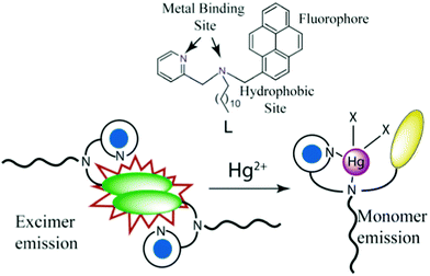 Probable mechanism of Hg2+ sensing by L: Intermolecular interactions between the pyrene moieties of L get disrupted due to the formation of a conformationally rigid mercury bind structure.