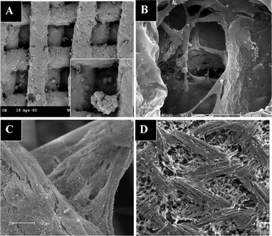 Scanning electron micrographs of cells cultured in 3-D scaffolds: (A) MCF-7 breast cancer cells covering the surface of and forming aggregates in a PLGA scaffold; (B) astrocytes bridging in a PLGA scaffold; (C) hepatocytes bridging and forming aggregates in a PET scaffold; (D) mesenchymal stem cells growing on collagen fibers in a knitted PLGA–collagen scaffold. (A and B are reproduced from ref. 19, and D is from ref. 21, with permission).