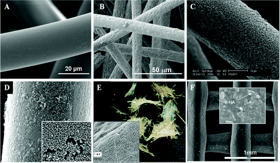 3-D microfibrous scaffolds with nanofeatures on their surfaces created by various methods: (A) pristine PET fibers with smooth surface; (B) PET fibers with rough surface after etching with NaOH; (C) PET fibers coated with polypyrrole nanofibers via sol–gel polymerization; (D) PET fibers coated with polyaniline nanofibers via sol–gel polymerization; (E) bacterial cellulose nanofibers attached on sisal fibers after fermentation; (F) composite PCL scaffold with HA nanoparticles obtained by extrusion of the mixture of nano-HA and PCL and stacked in layers to form the 3-D scaffold. (E and F are reproduced from ref. 96 and 99, respectively, with permission).