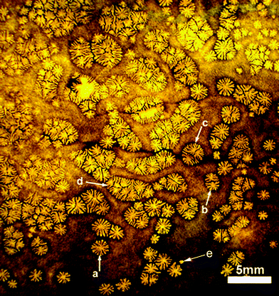 Image of flower-like patterns for the sPS/MWCNT nanocomposite (1 wt.% MWCNTs) film with polyimide film at the bottom, prepared by hot-pressing the nanocomposite between two polyimide film substrates at 300 °C under 10 MPa for 10 min. The arrows (a–e) refer to (a) mono-flower-like, (b) two-in-one flower-like, (c) three-in-one flower-like, (d) flower-cluster-like, and (e) embryotic-bud-like patterns.