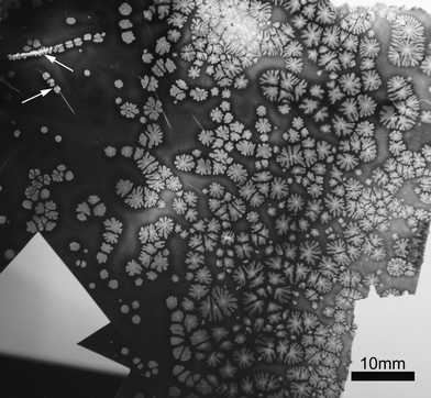 Image of flower-like patterns for the sPS/MWCNT nanocomposite (1 wt% MWCNTs) film on aluminium foil, prepared by hot-pressing between two aluminium foil substrates at 300 °C under 10 MPa for 10 min. The arrows point to the shish-kebab-like patterns. Scale bar is 10 mm.