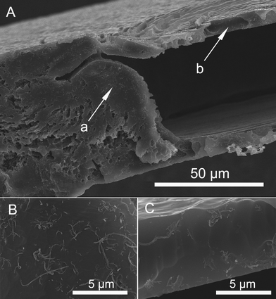 SEM images of sectioned planes for the sPS/MWCNT nanocomposite film. B (bulk) and C (boundary layer) are the enlargment of areas pointed by arrows a and b in A, respectively.