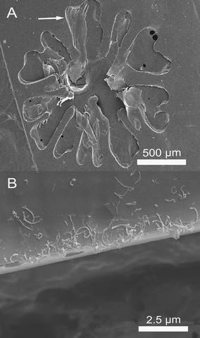 SEM images of the top-view of the etched product for the hot-pressed sPS/MWCNT nanocomposite film. (A) is an etched flower-like pattern, and (B) is the enlargement of the interface region, pointed by an arrow in (A).