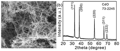 SEM image (a) and XRD pattern (b) of CdO nanowires after heating the CdCO3 nanobelts at 500 °C for 1 h in air.