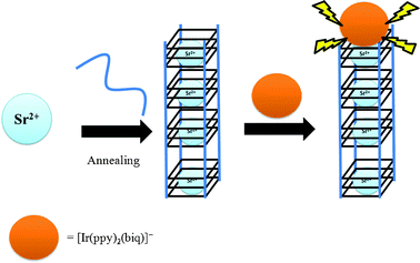 Schematic representation of the G-quadruplex-selective probe for the detection of Sr2+ ions. The Sr2+ ion induces a conformational change of the oligonucleotide T2 from a random coil structure to an intermolecular G-quadruplex,15b allowing the interaction of complex 1 with the G-quadruplex and resulting in increased emission intensity at λ = 638 nm.