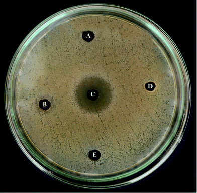 Anti-bacterial assay: well diffusion method with Staphylococcus aureus against (A) cell free supernatant, (B) lipid, (C) FAME, (D) ethyl acetate, (E) methanol.