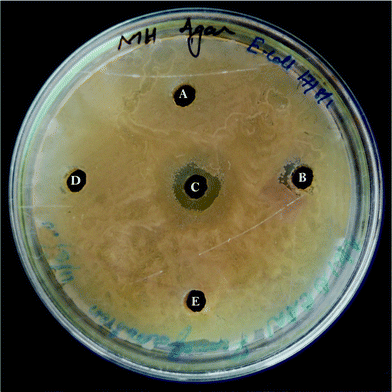 Anti-bacterial assay: well diffusion method with Escherichia coli against (A) cell free supernatant, (B) lipid, (C) FAME, (D) ethyl acetate, (E) methanol.