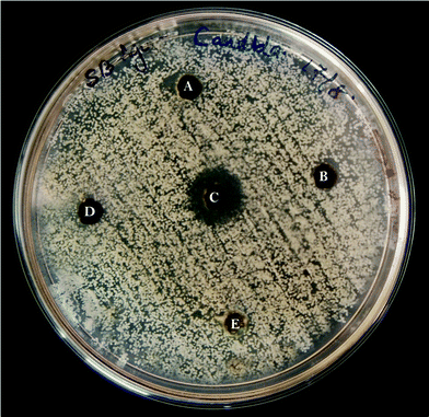 Anti-candidal assay: well diffusion method with Candida albicans against (A) cell free supernatant, (B) lipid, (C) FAME, (D) ethyl acetate, (E) methanol.