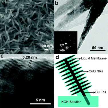 Morphology and structure characterizations of the obtained sample. (a) SEM image. (b) TEM image and the SAED pattern recorded at the rightmost NR. (c) HRTEM image recorded from the box in (b). The arrow indicates the growth direction of the NRs. (d) Schematic of CuO NRs grown in a liquid membrane.