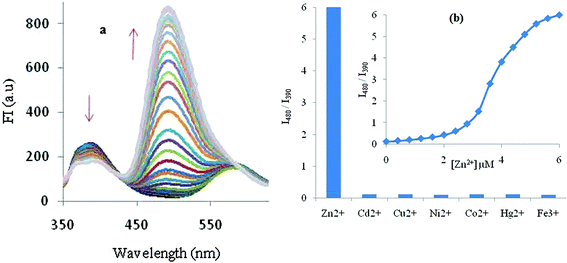 (a) Effect of incremental addition of Zn2+ on the fluorescence spectrum. (b) Plot of the fluorescence intensity ratio between 480 and 390 nm (FI480/FI390) vs. [Zn2+] ions (inset shows a ratiometric emission response of 1 to different metals ions 0.5 μM) of fluorophore 1 at pH 7.0 ± 0.1 (10 mM HEPES in CH3CN : H2O 4 : 1, v : v).