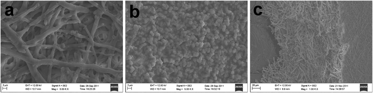 FESEM images of the prepared ESM: (a) front surface; (b) back surface; (c) cross-section.