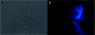 (a) Bright field and (b) fluorescence microscopic images of SW1116 cells cultured in the presence of C-dots for 3 h under UV excitation.