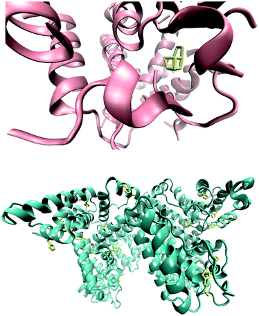 The Mn4CaO5 cluster and the surrounding amino acids. The whole structure of the Mn4CaO5 cluster resembles a distorted chair, with the asymmetric cubane. There is only a small fraction of the residues that come in to direct contact with the manganese–calcium cluster (top). A three dimensional image of the bovine serum albumin molecule. The imidazole groups as proposed sites for the interaction with manganese ions are shown in yellow (bottom).