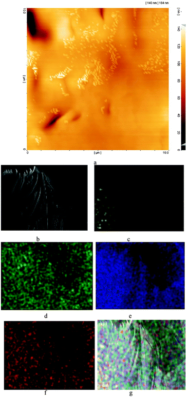 The AFM image shows that nucleation (white areas) occurs at special locations (a). The SEM image (b) and EDX elemental maps of the SEM image for Mn (c), N (d), C (e), O (f) and all of these elements in one image ((g) Mn: yellow, N: green, C: blue and O: red).