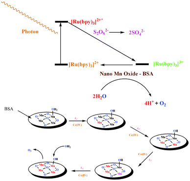 Schematic of the photocatalytic water oxidation by the [Ru(bpy)3]2+ as a photosensitizer and the nano-sized manganese oxide–bovine serum albumin. A proposed mechanism for the water oxidation by nano manganese oxide–BSA. Similar to PSII, the hybrid may immobilize manganese oxides in a hydrophilic and highly oxidation stable environment (bottom).